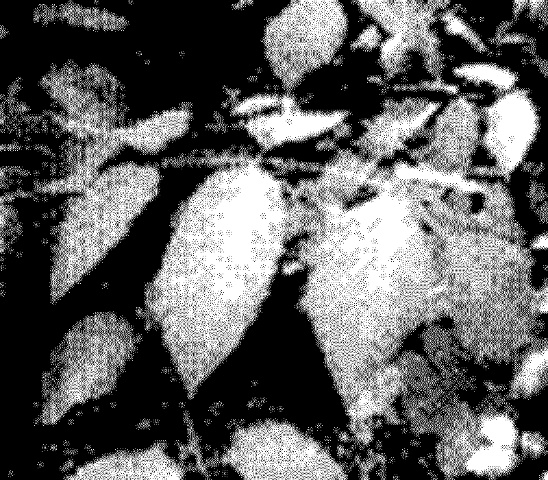 Leaves