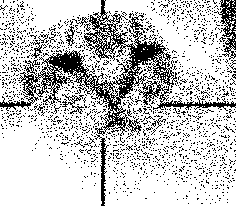A cat’s head