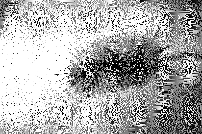 A spiky seed pod