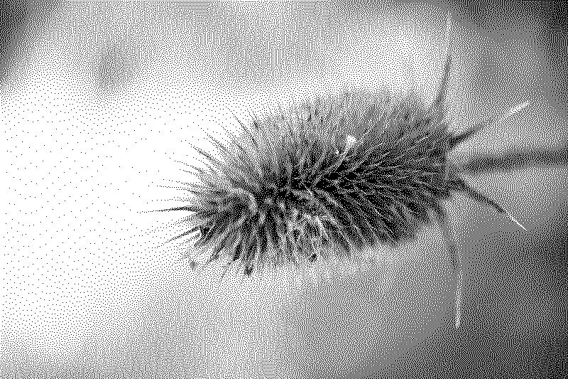 A spiky seed pod