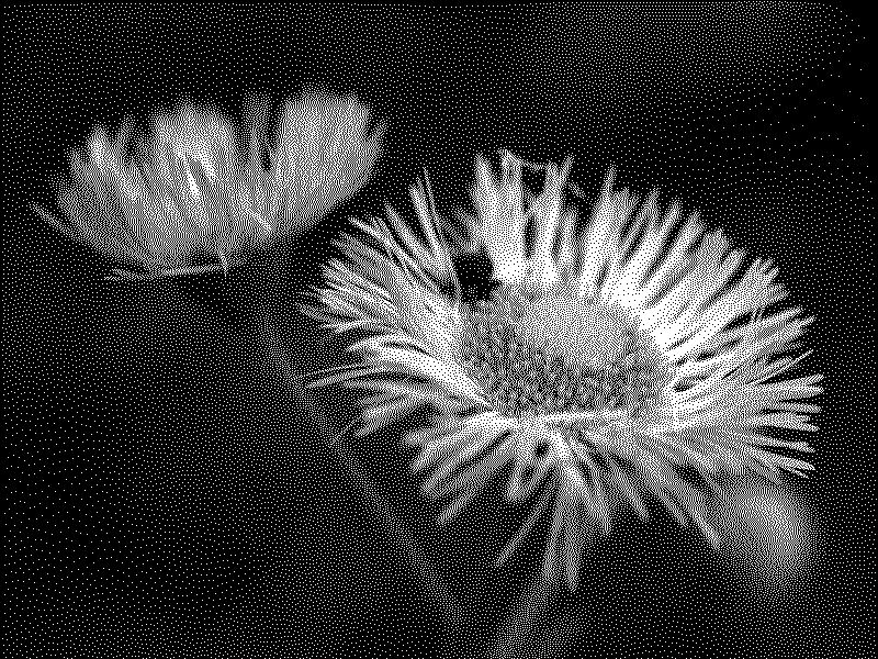 Flowers macro