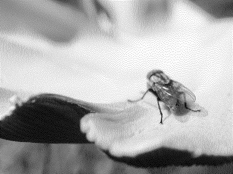 A fly on a mushroom