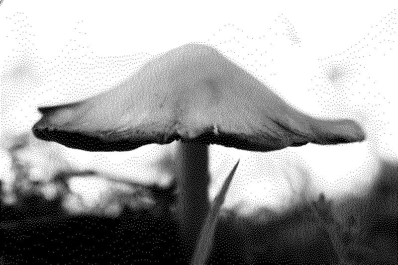Mushroom