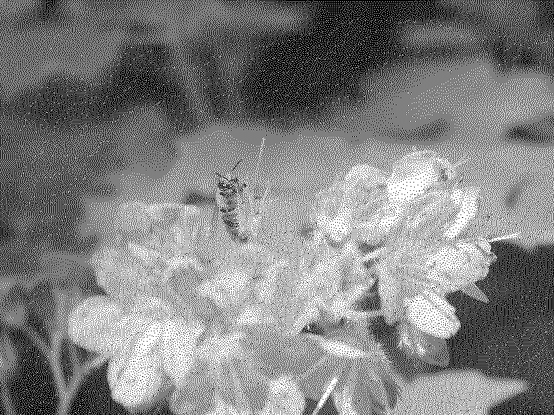 A bee gathering nectar from a flower
