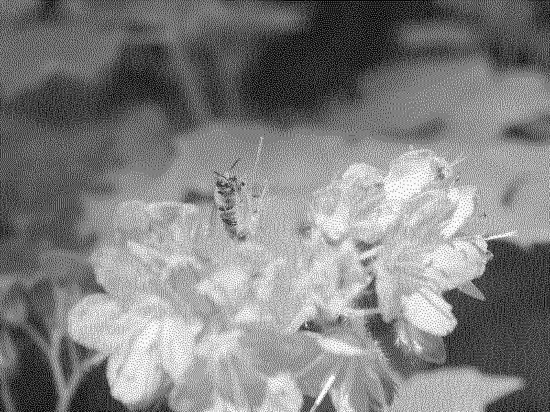 A bee gathering nectar from a flower