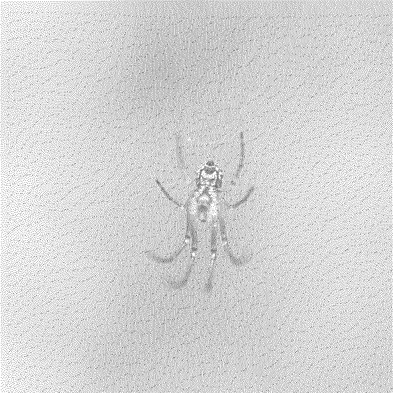 Spider on a web