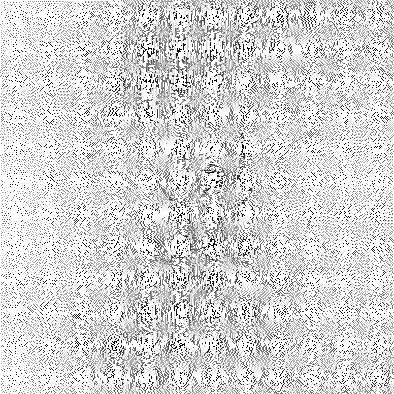 Spider on a web