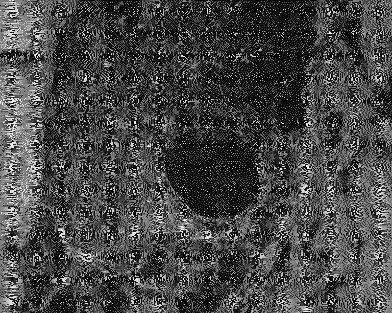 Spider web in a tree