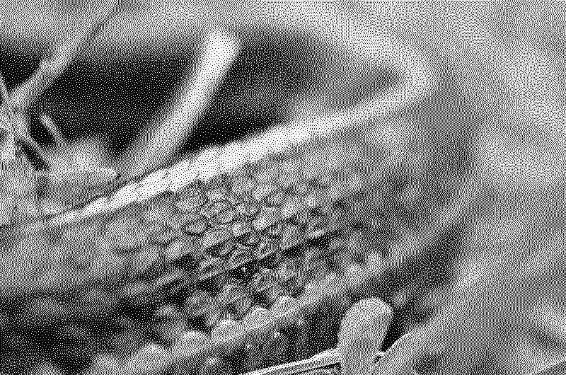Snake skin