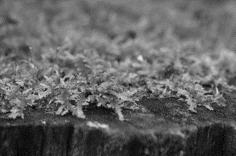 Moss on a tree