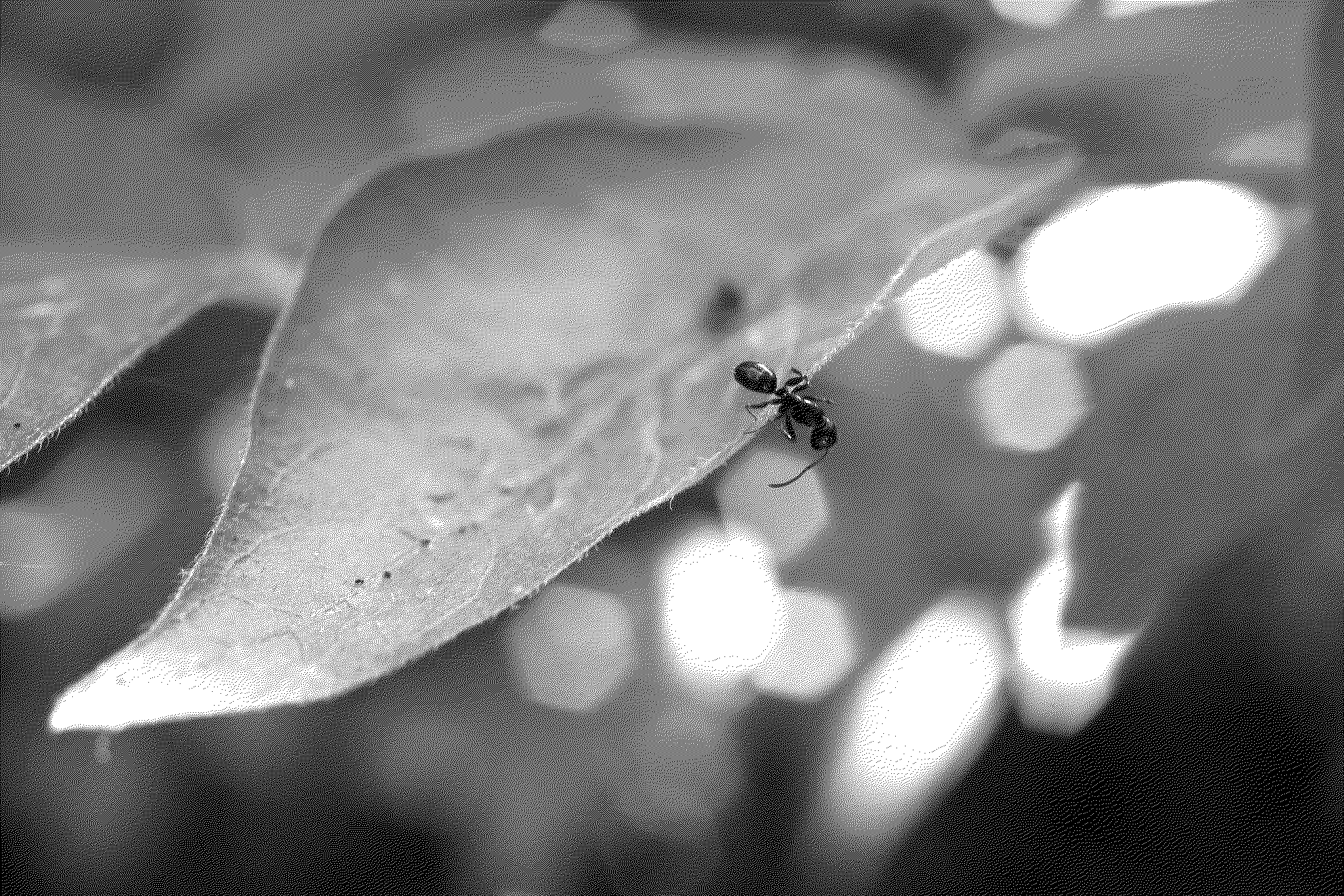 Ant looking over the side of a leaf.