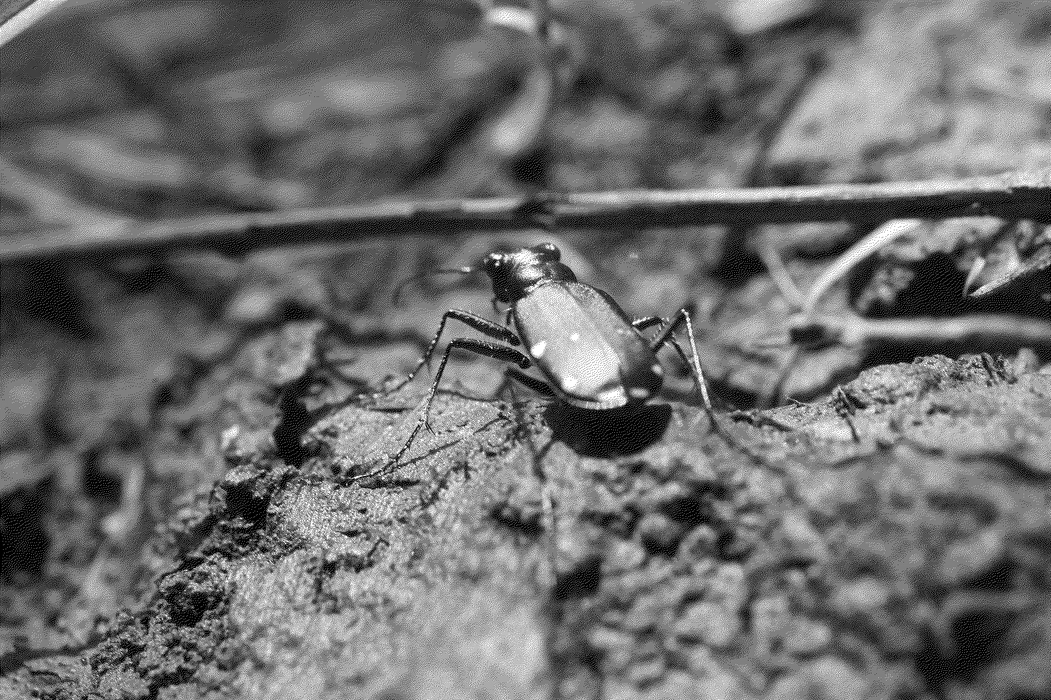 Beetle on the ground
