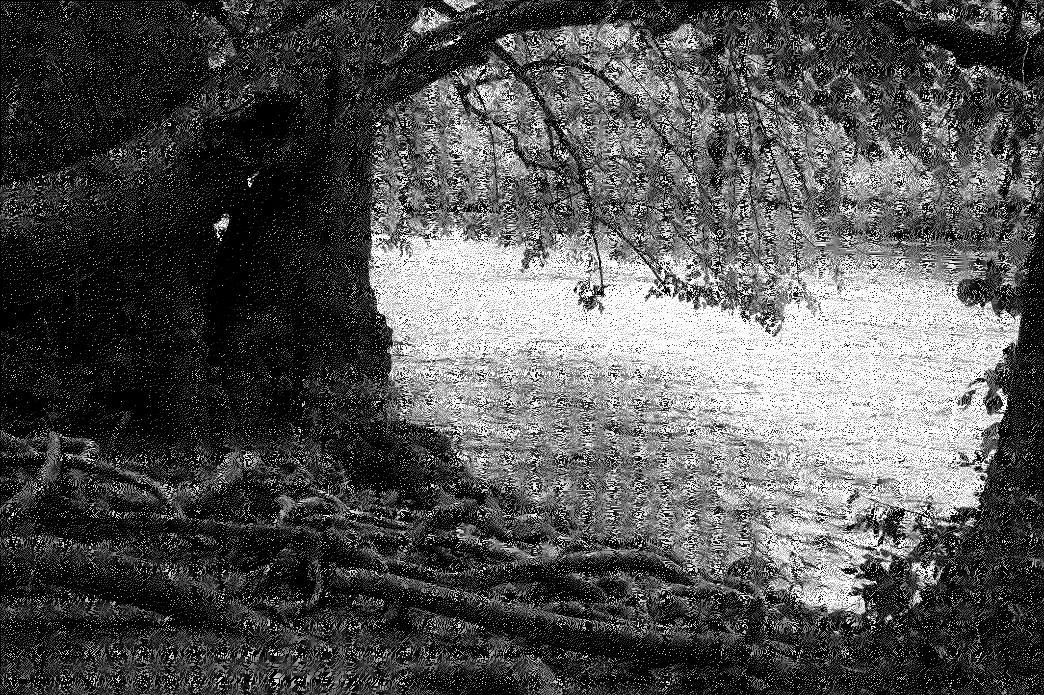 Tree roots visible on the bank of a river.